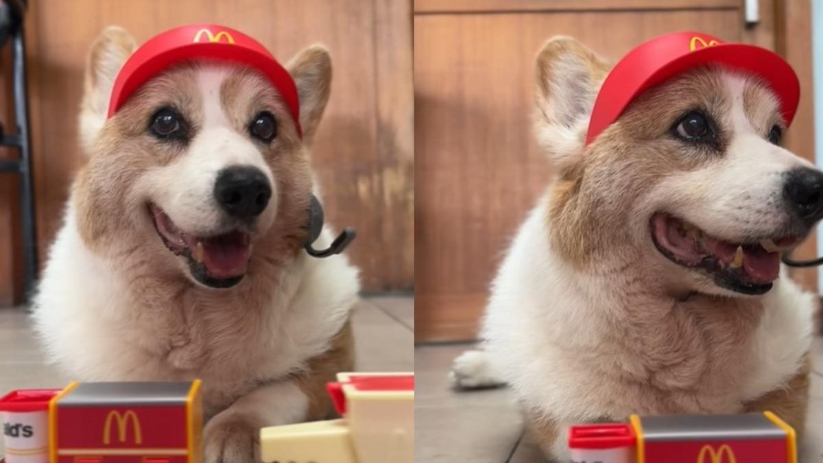 台南網紅柯基犬傳噩耗!酒酒睡夢中離世 陪伴15年粉絲不捨