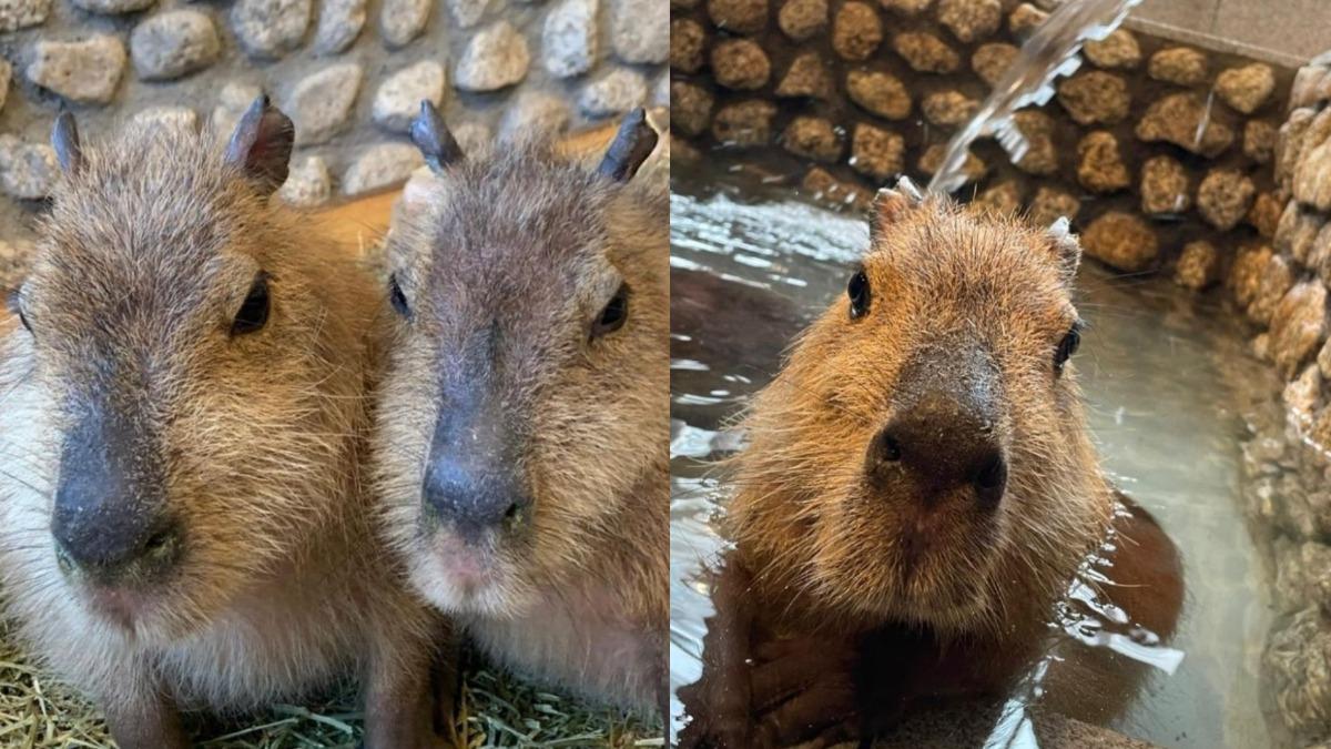 飼養員忘關門!秒逃獄衝出動物園 日警「全面通緝水豚君」