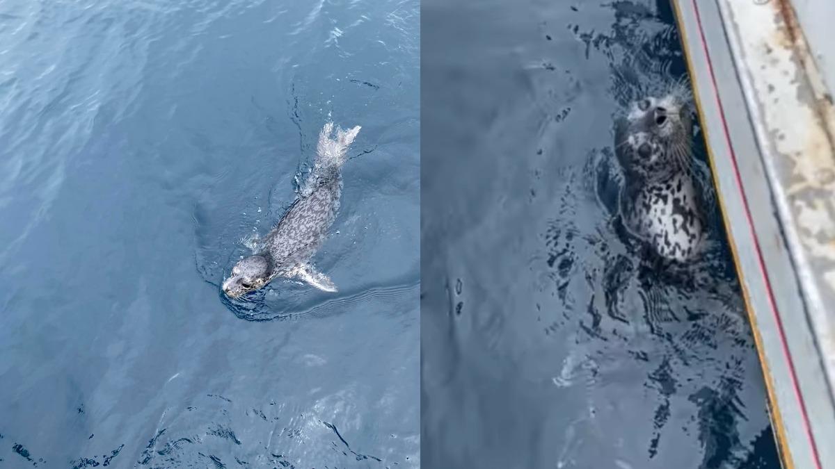 基隆外海驚見「野生小海豹」!探頭疑惑打招呼 14秒萌片瘋傳