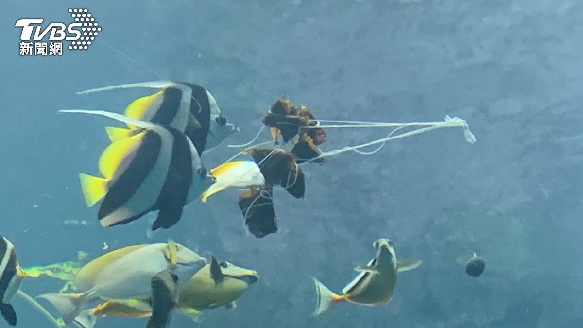 魚兒們爭相搶食。（圖／TVBS）