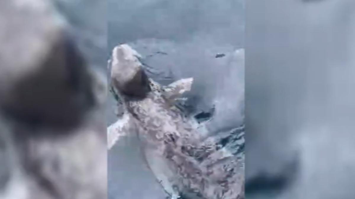 圖／畫面提供 林新永
