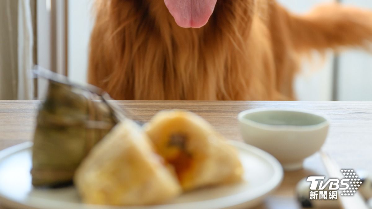 寵物也能吃粽子!獸醫提醒「5食材」別加入 毛孩慢性病要小心