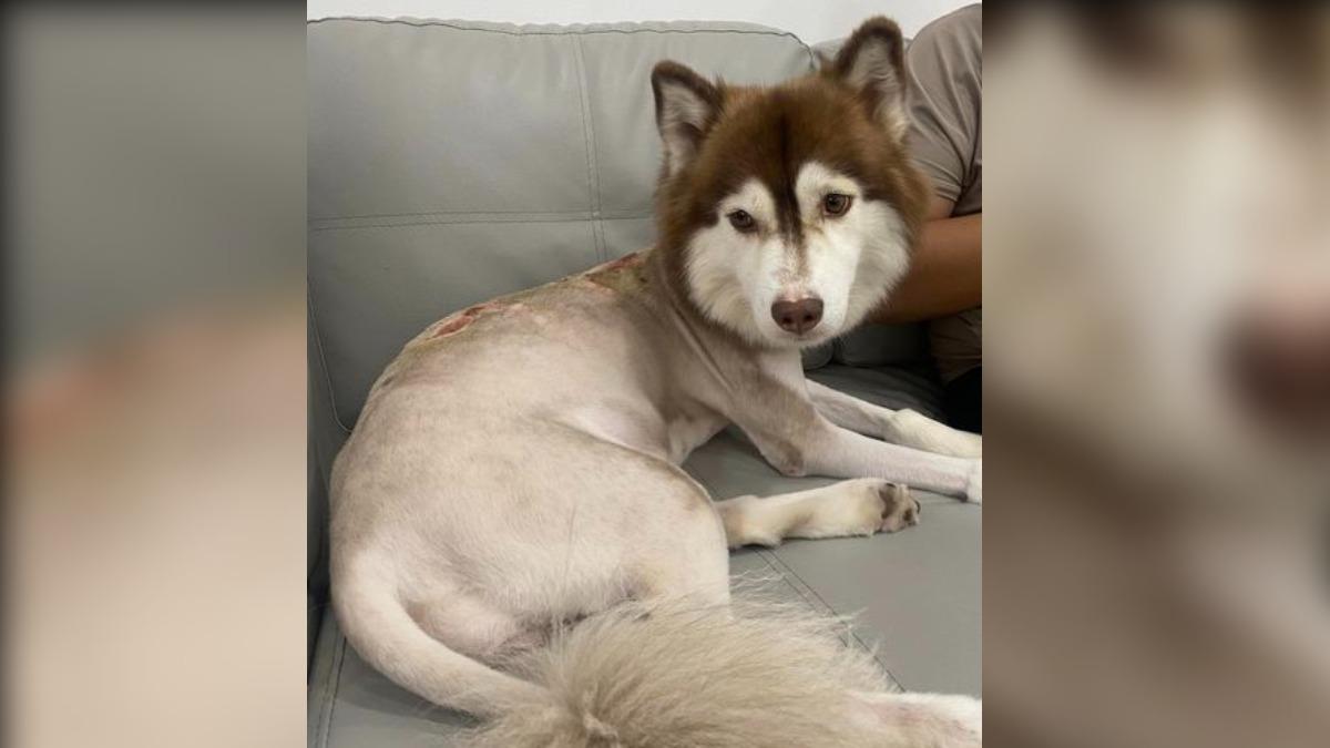 狗狗經過治療後，傷口逐漸癒合、康復。（圖／翻攝自 FB）