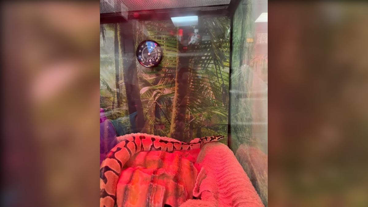 這條蟒蛇被送往動物照護中心,後續更改名為「希斯爵士」。(圖/翻攝自NY ACC)