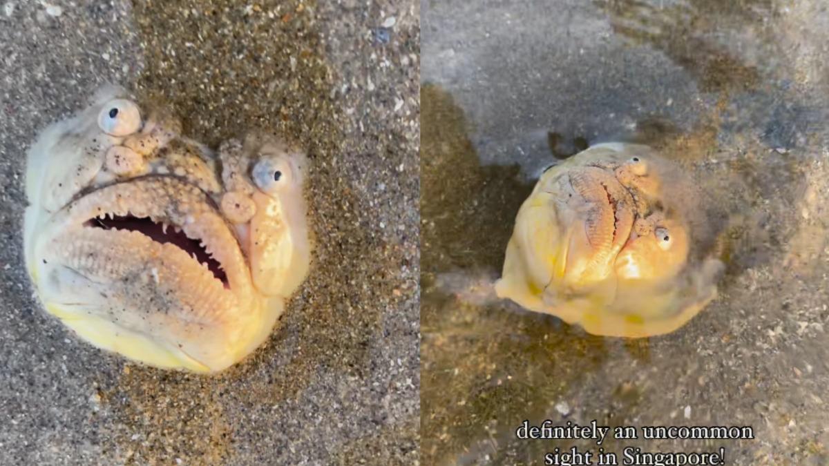 新加坡海邊驚現「凸眼厚唇怪魚」 百萬人嚇傻:恐怖片場景