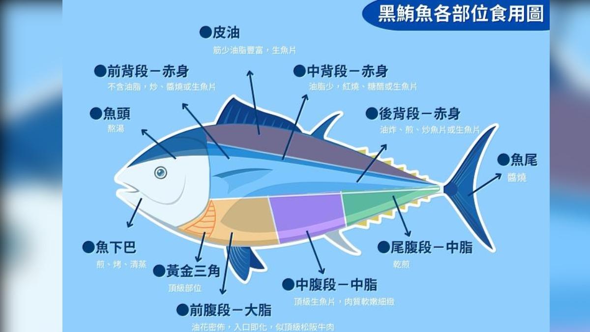 黑鮪魚各部位食用圖。(圖/翻攝自漁業署)