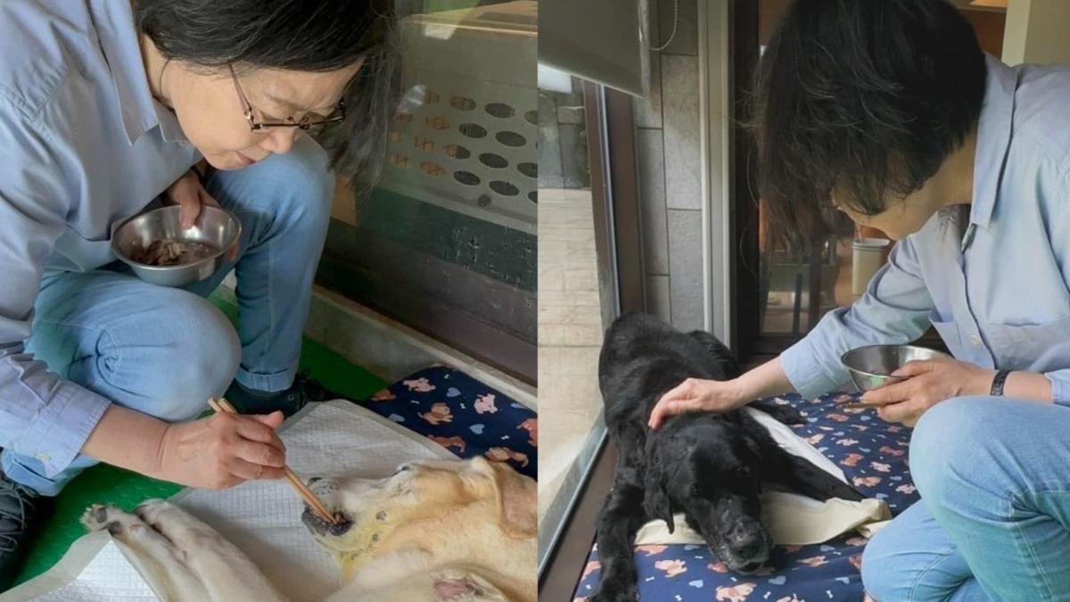 畢業後首個端午節!蔡英文再曬2毛小孩近況 親用筷子餵愛犬
