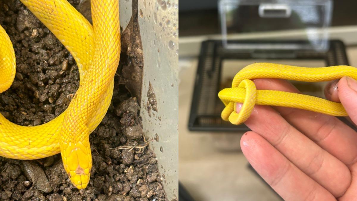 日本福岡捕獲40公分「紅眼金蛇」 專家驚:夢幻生物