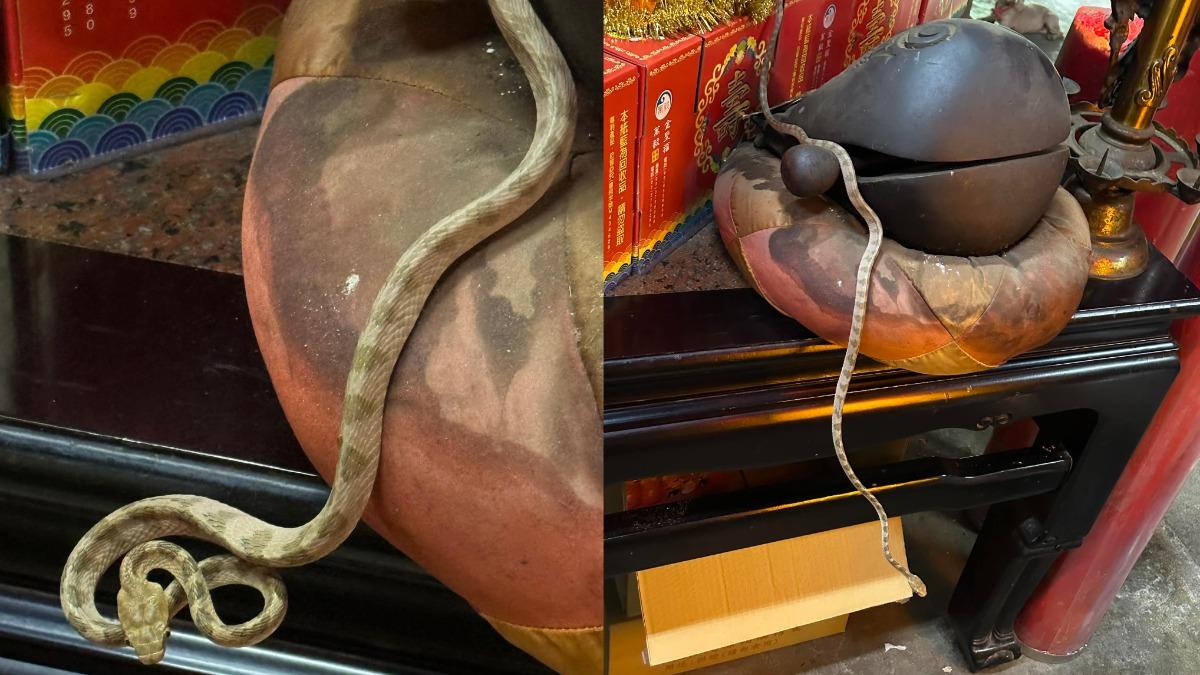 南投縣名間鄉天受宮「帝爺公蛇」現身。（圖／翻攝自天受宮臉書）