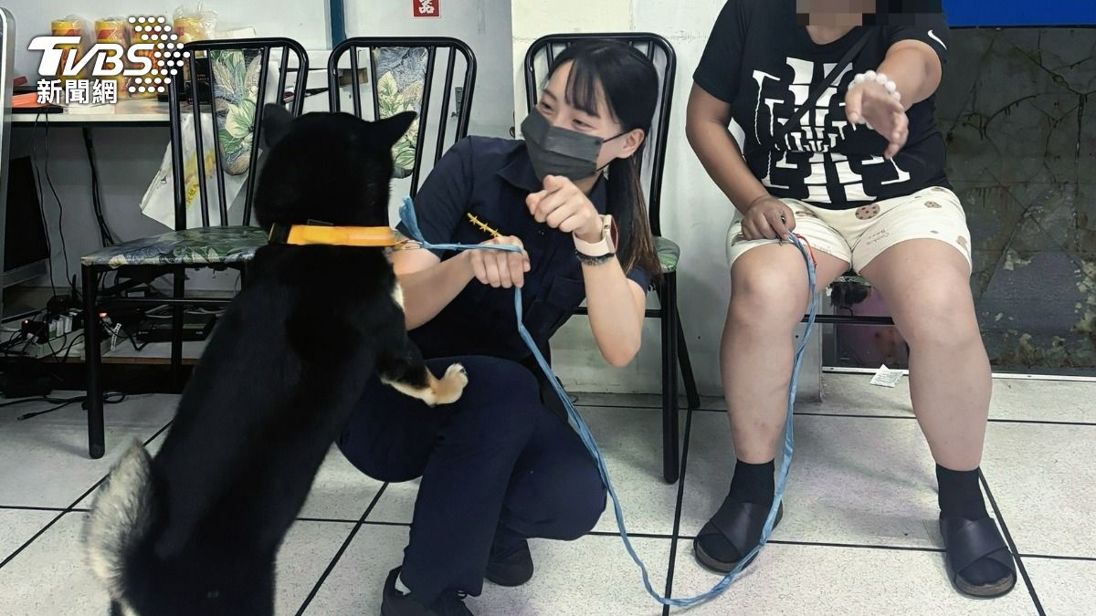 柴犬相當活潑。(圖/TVBS)