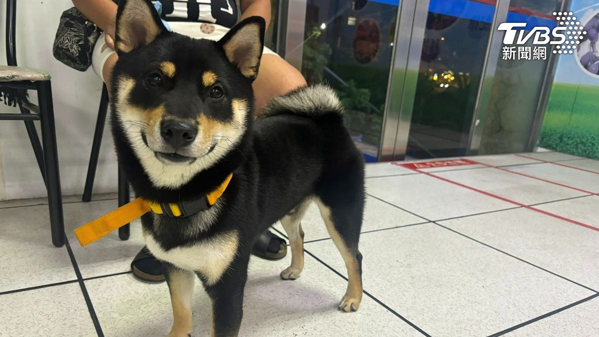 柴犬在公園走失。(圖/TVBS)