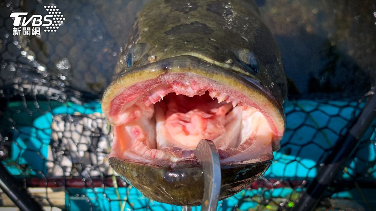 北方蛇頭魚有著「長滿尖牙的大嘴」、「扁平的頭」且「身軀特別黏」。（示意圖／達志影像shutterstock）