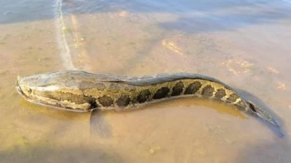 沒水還能活數日!超兇「蛇頭魚」侵美 官員急籲:斷頭、挖內臟
