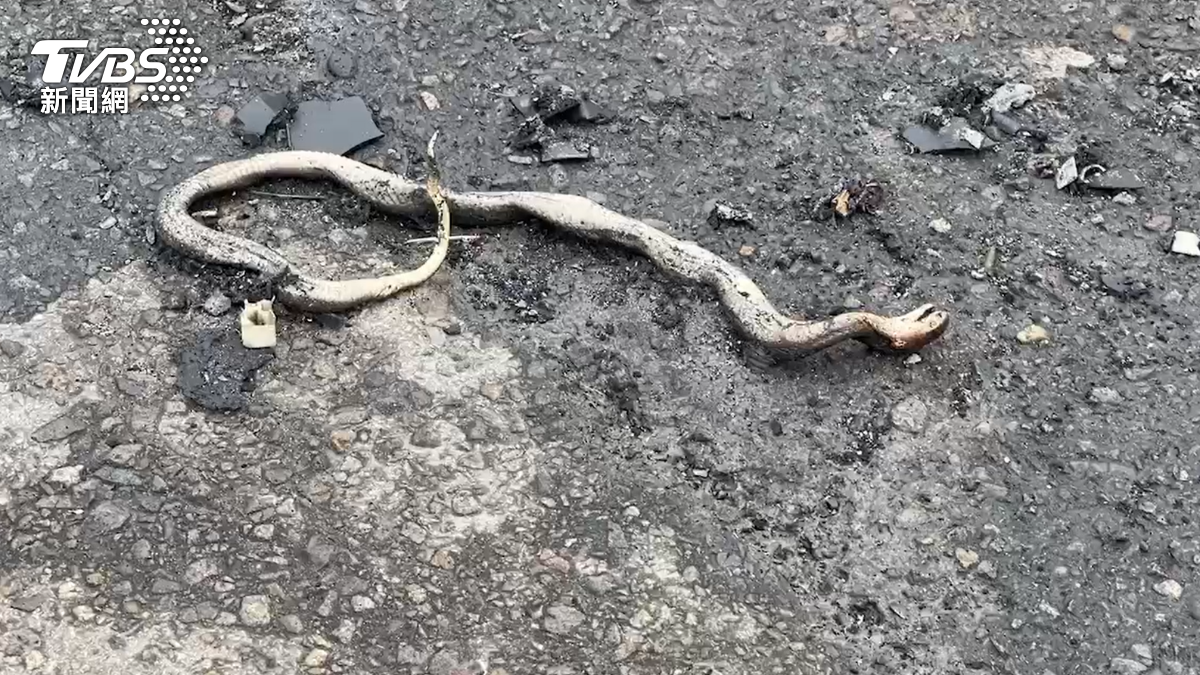 苗栗轎車撞分隔島衝對向「駕駛消失」 離奇剩下一尾蛇焦屍