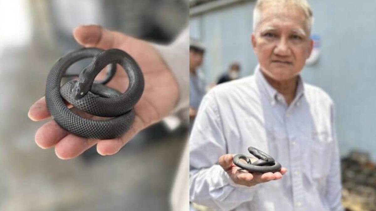 泰恰圖恰市集惡火逾千隻寵物喪命　「黑王蛇自咬身亡」專家解原因