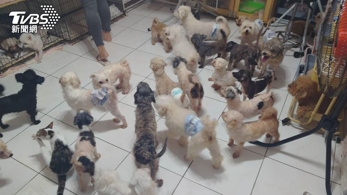板橋中途之家成犬貓地獄!81隻毛孩糞便臭翻住戶 遭重罰48萬