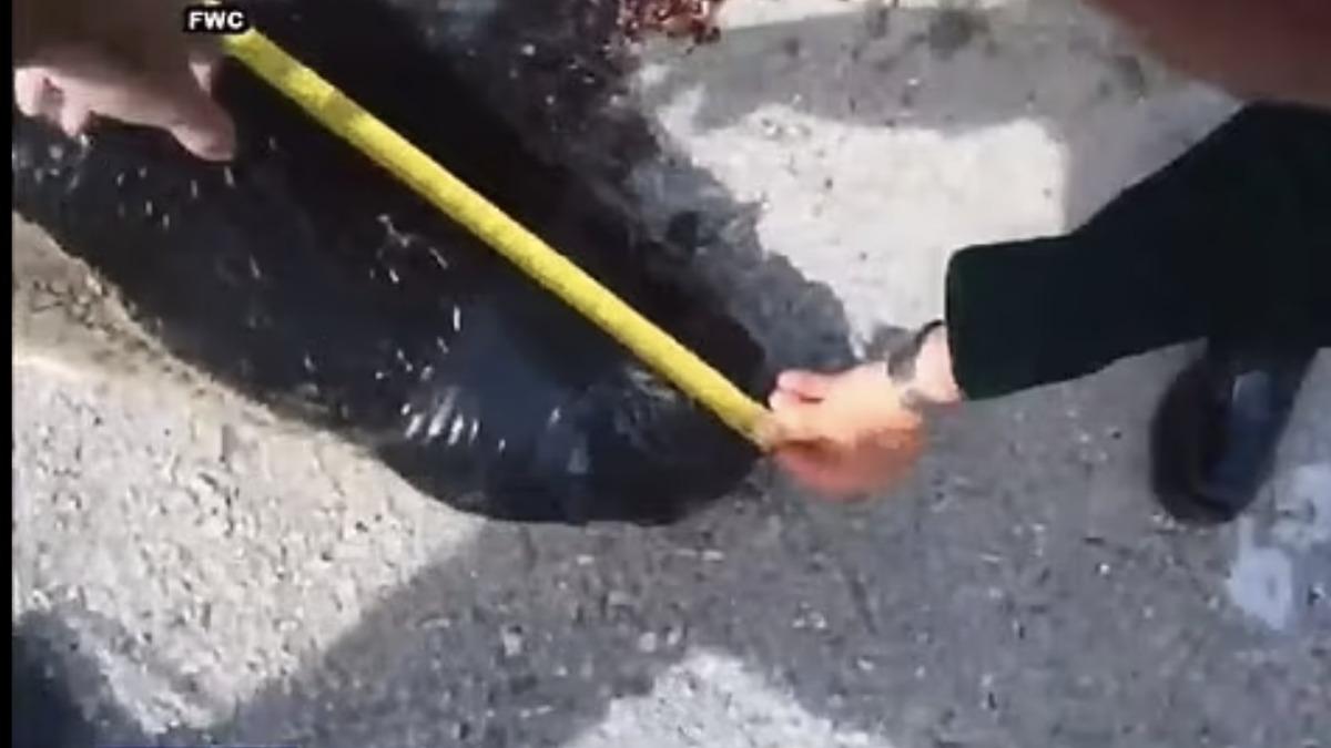 警方隨身佩帶的密錄器拍下擊殺鱷魚的畫面。(圖/翻攝自X@SchengenStory)