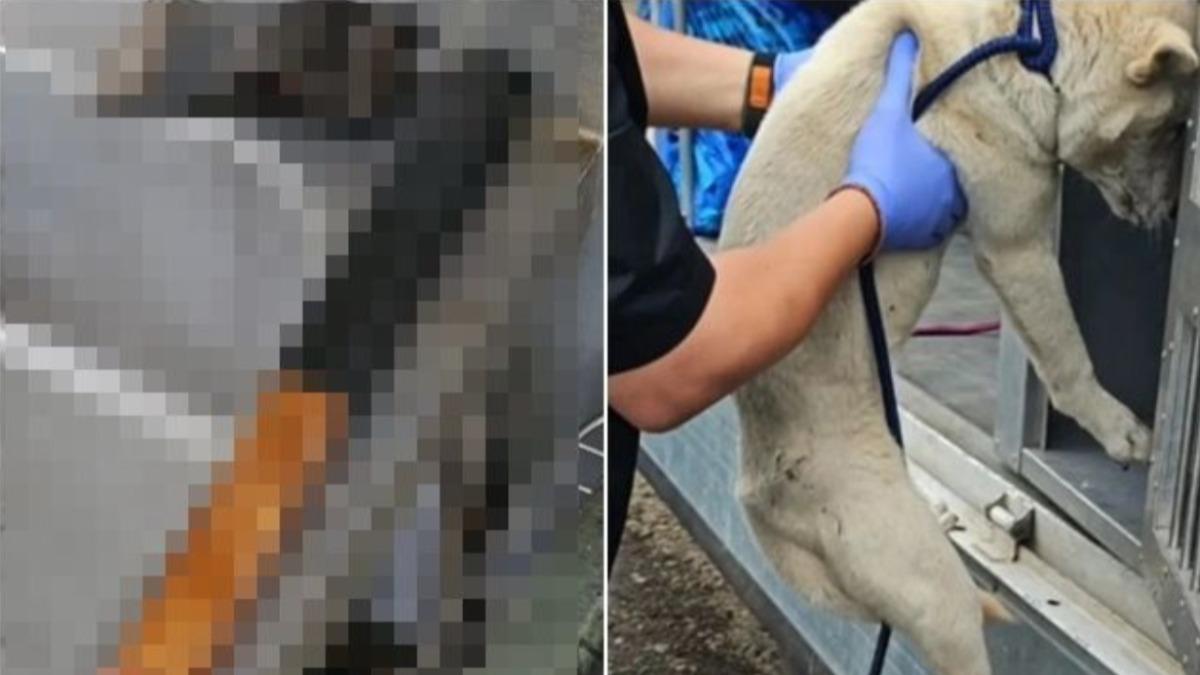 南韓老翁斧頭一揮將「愛犬」頭身分離 煮狗肉湯被逮辯:想補身