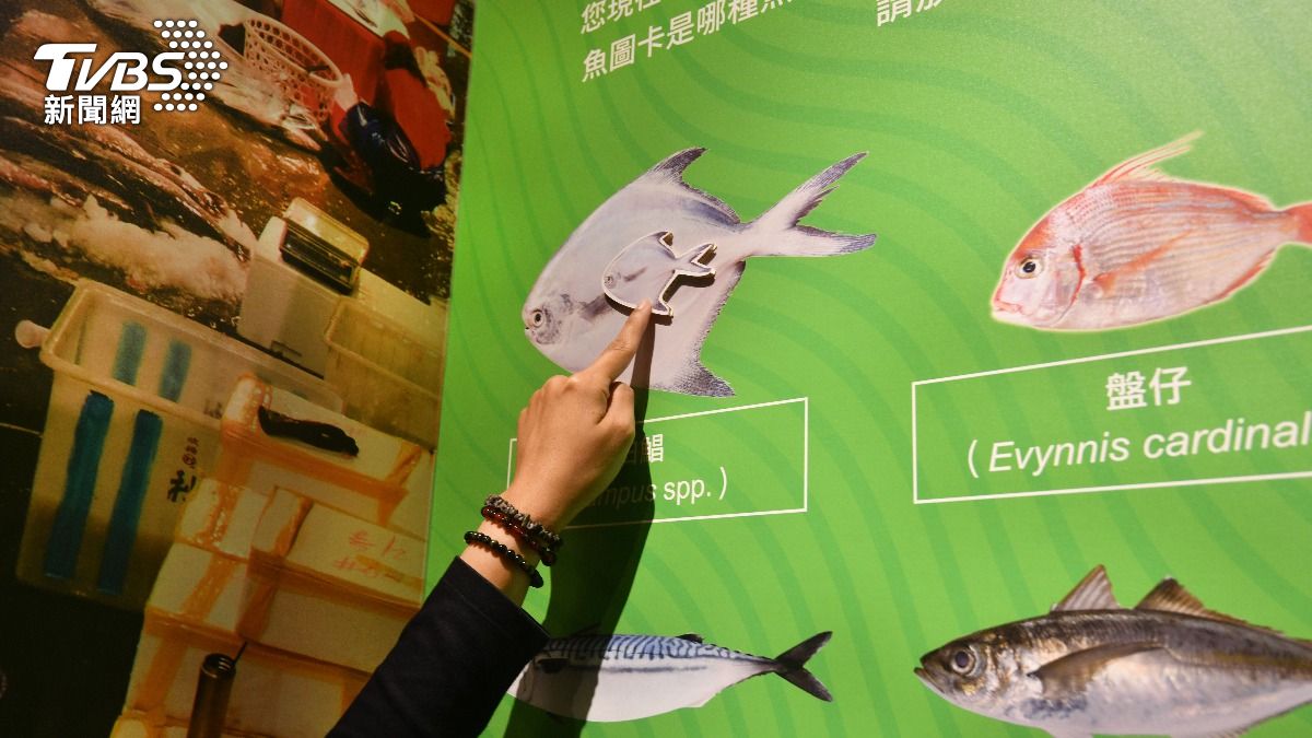台灣捕撈的魚類跟數年前對比,已明顯縮小許多。(圖/胡瑞麒攝)