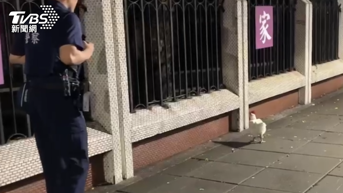 高雄神明雞越獄！逛大街嚇壞路人　警狂追喘粗氣：回家啦