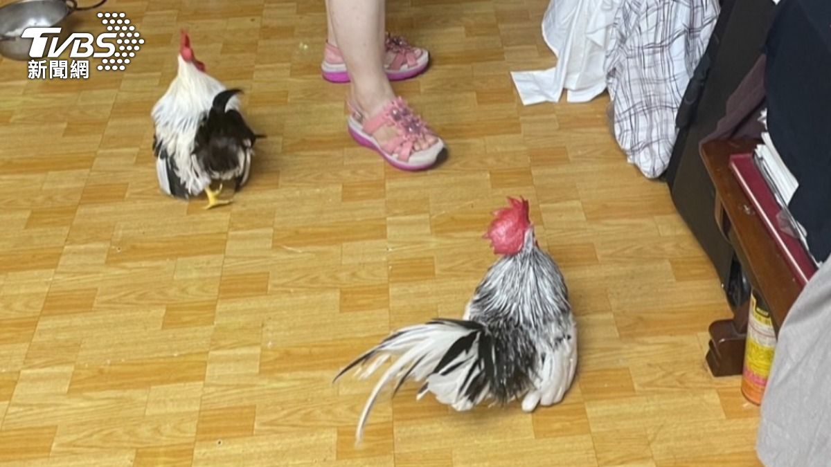 雞隻成功返家,飼主也感謝員警的熱心。(圖/TVBS)