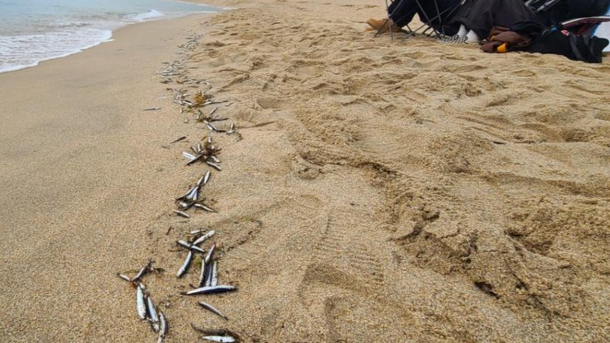 南韓海灘驚現「整排魚屍」 民眾擔憂:大地震前兆