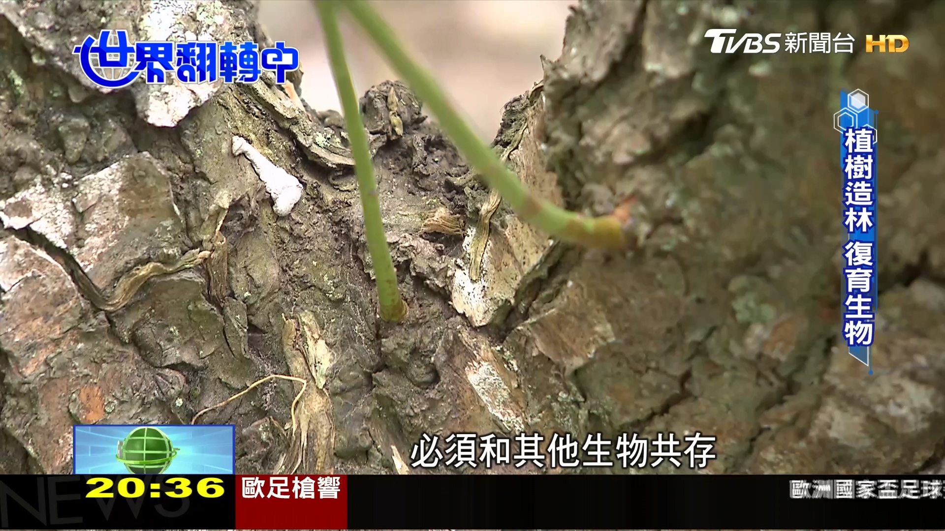 圖／TVBS