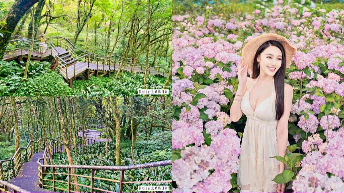 陽明山「森林步道」20分鐘輕鬆走完 還有超夯繡球花秘境