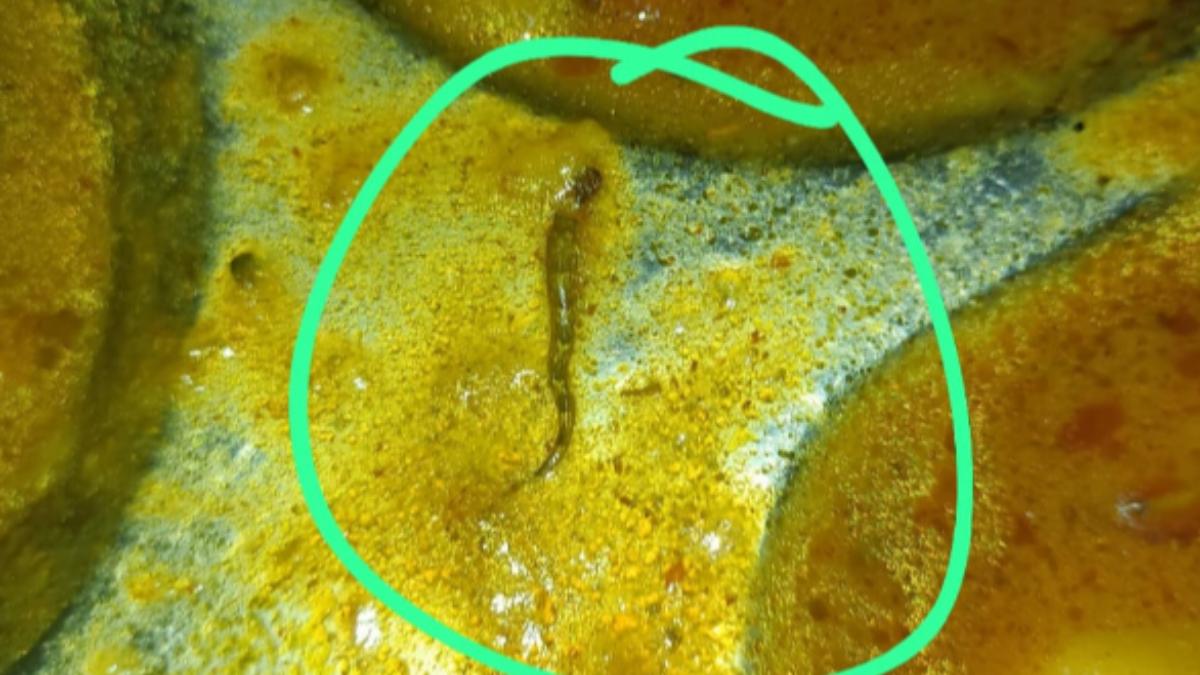 學餐裡有蛇!晚餐驚見「破碎蛇屍」 10名印度大學生食物中毒