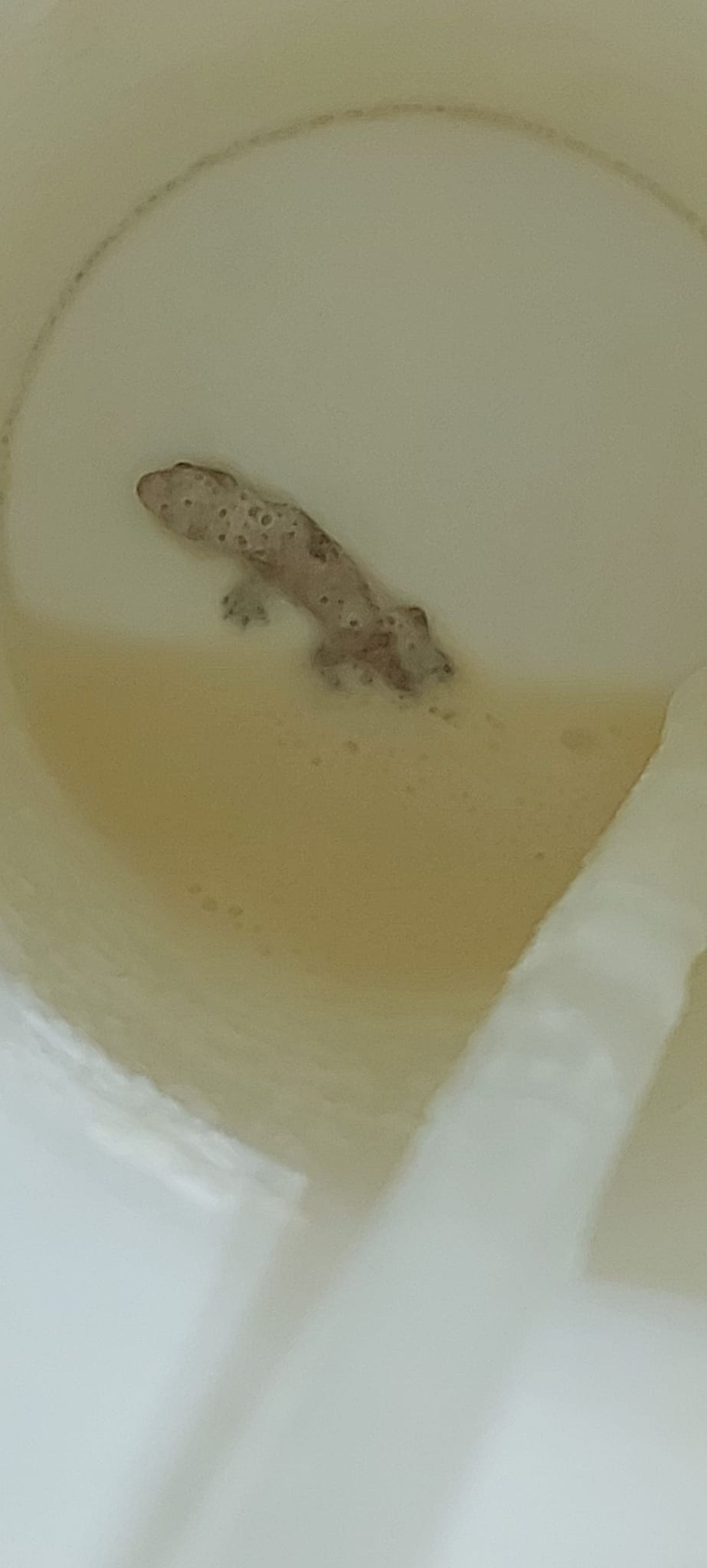 有網友喝奶蓋喝到最後，才發現杯子裡面竟然有一隻死掉的壁虎。（圖／翻攝自爆料公社二社）