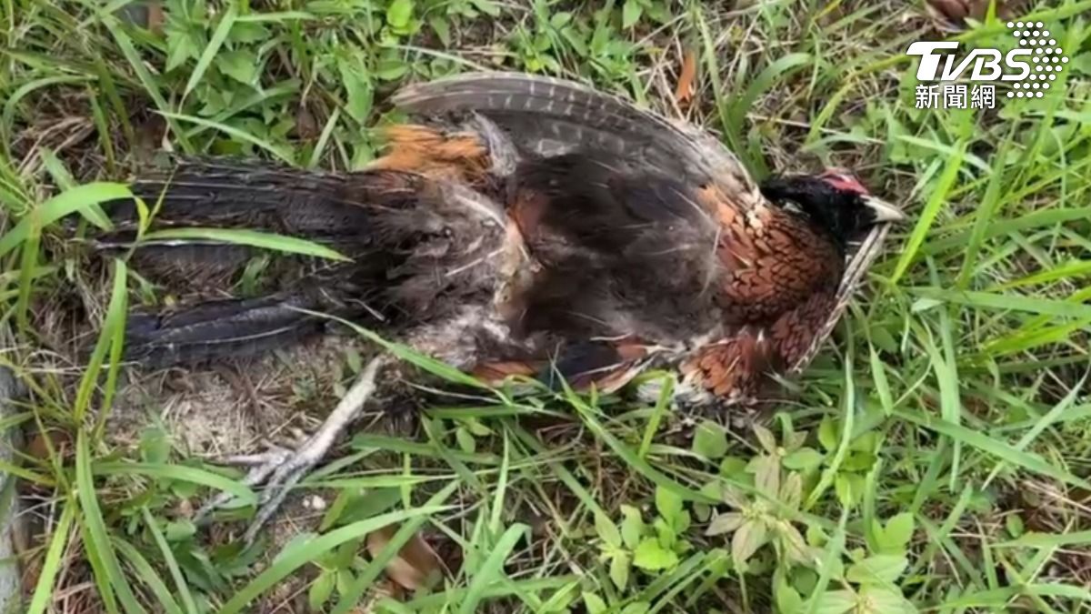 警方在事故現場發現一隻疑被撞擊死亡的環頸雉。(圖/TVBS)
