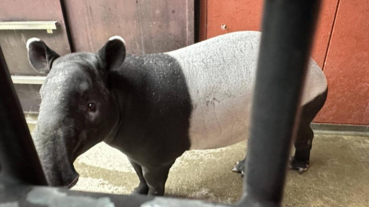 日2歲馬來貘來台途中「猝死」 北市動物園:上機前應是正常的
