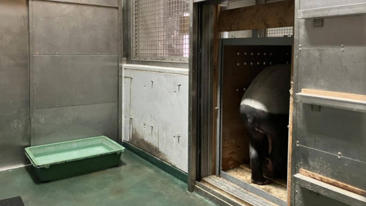 來台前練習進入運輸箱的馬來貘「英雄」。(圖/翻攝自橫濱動物園官網)