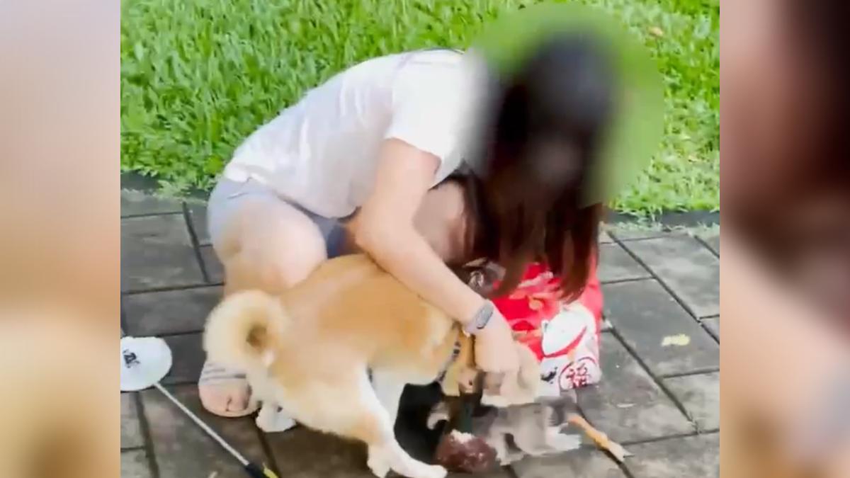 柴犬活活咬死大湖公園綠頭鴨　女飼主「僅輕拍打制止」惹網怒