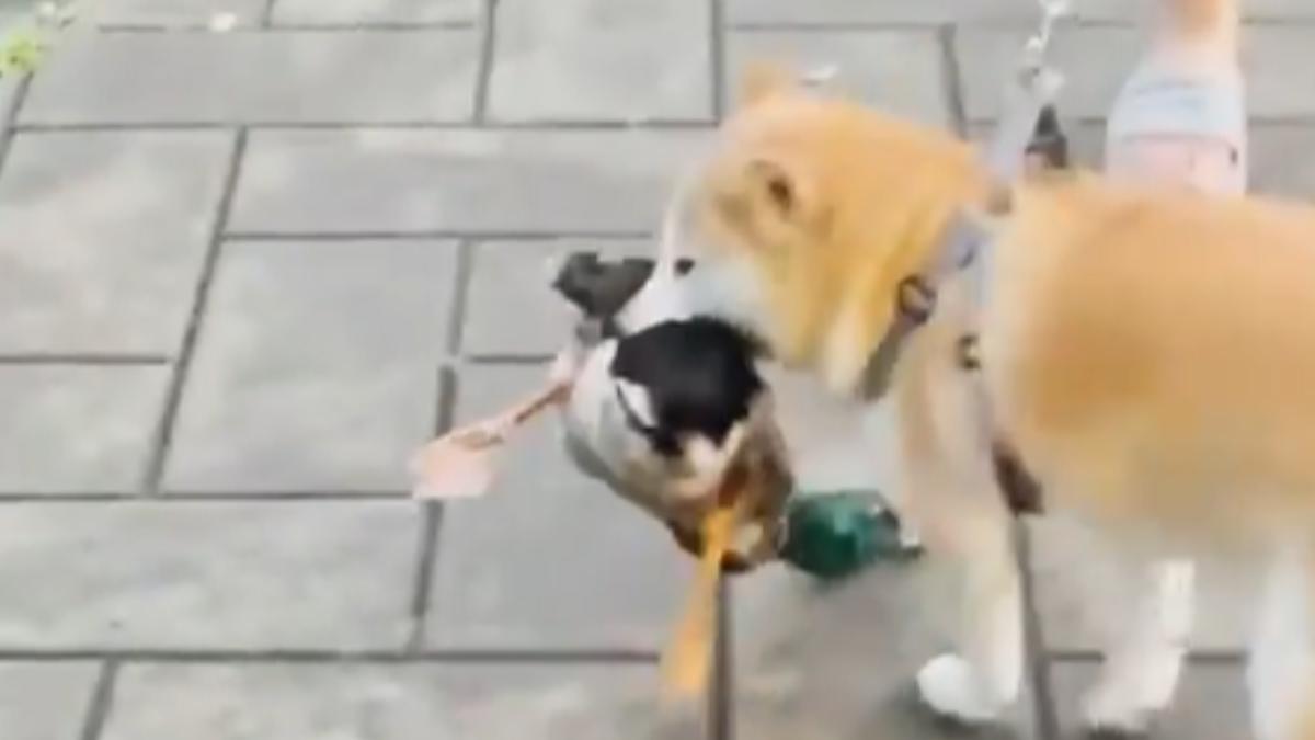 即使女飼主拿出棍子輕敲制止，柴犬依然緊咬著綠頭鴨不鬆嘴。（圖／翻攝自Dcard）