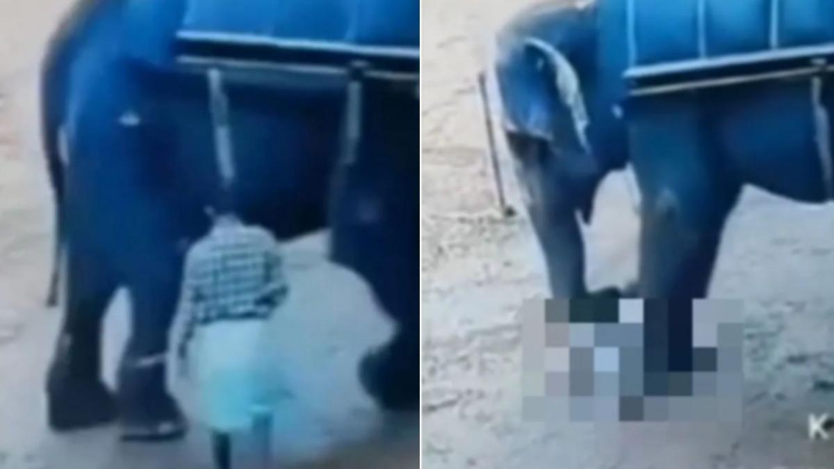 印度馴象師藤條猛戳！大象「發怒飛踢」猛踩　再捲肉餅屍砸地
