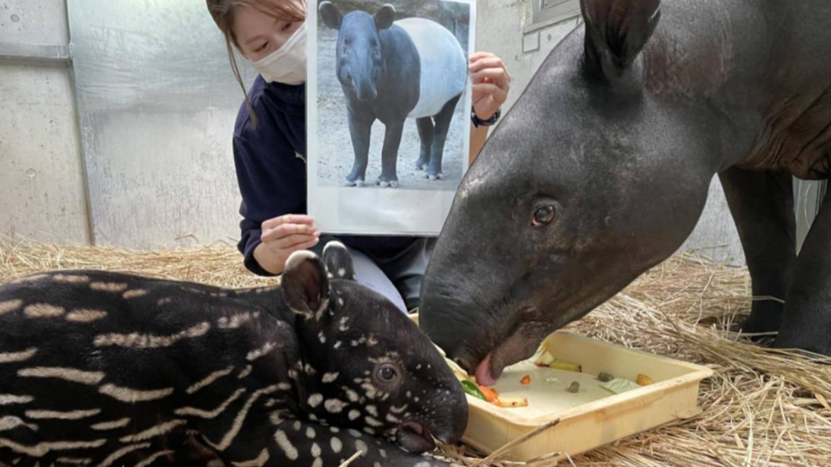 日飼育員原盼秋天來台看馬來貘英雄 悲痛發聲:沒想到你去了更遠的地方