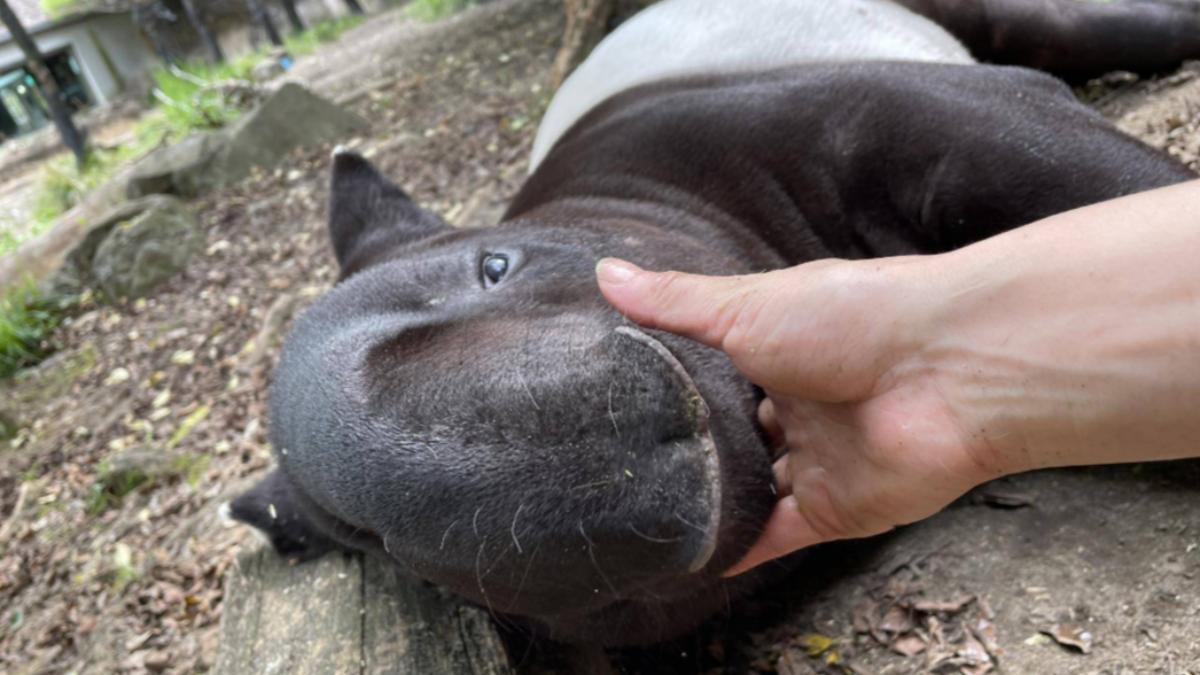 橫濱動物園2歲馬來貘英雄個性溫馴。（圖／翻攝自橫濱動物園Zoorasia官網）