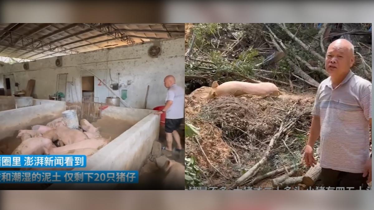 福建省武平縣70豬被土石活埋。(圖/翻攝自《澎湃新聞》)