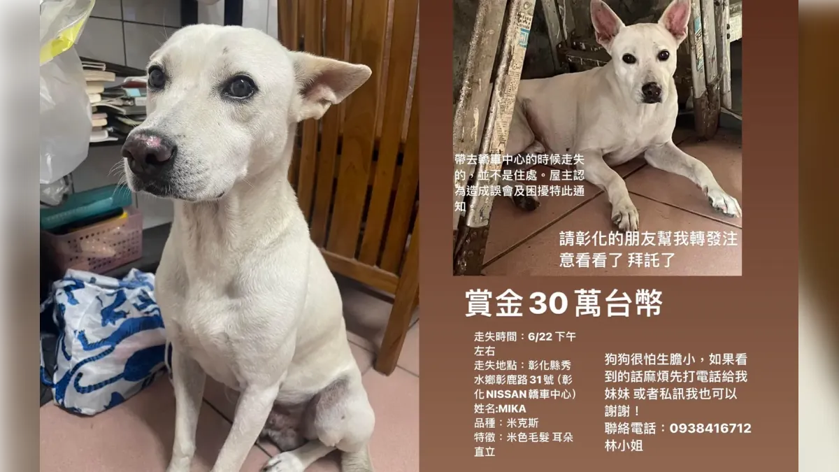彰化民眾注意!飼主「30萬賞金」心急尋愛犬 狗狗特徵曝光