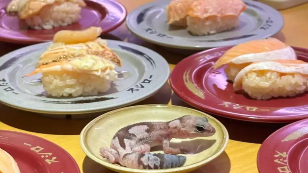 噁爆!把「寵物守宮」放醬料盤擺拍 壽司郎怒了擬提告