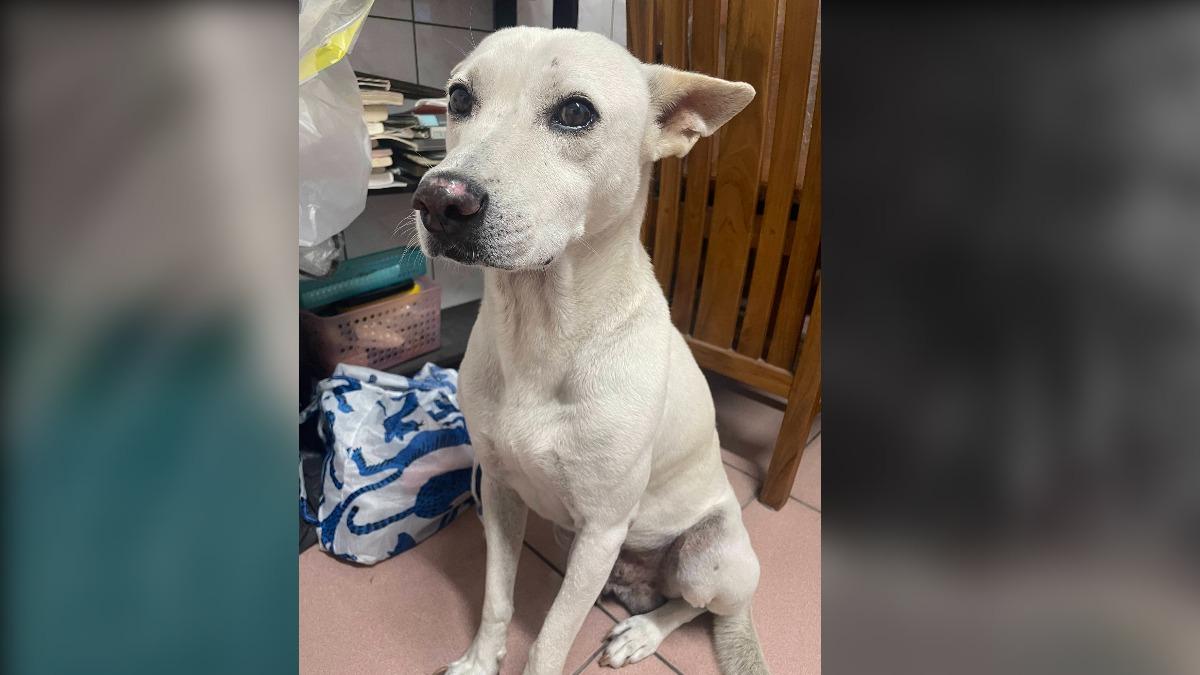 48小時找到！彰化飼主懸賞「30萬」找走失愛犬　3人幫尋獲