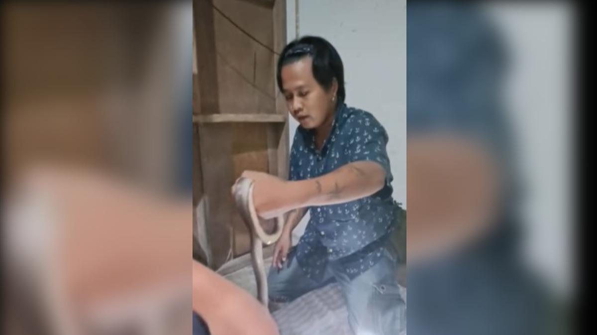 捕蛇人成功將眼鏡蛇安全取出。（圖／翻攝自 FB Ner KhwaiTai）