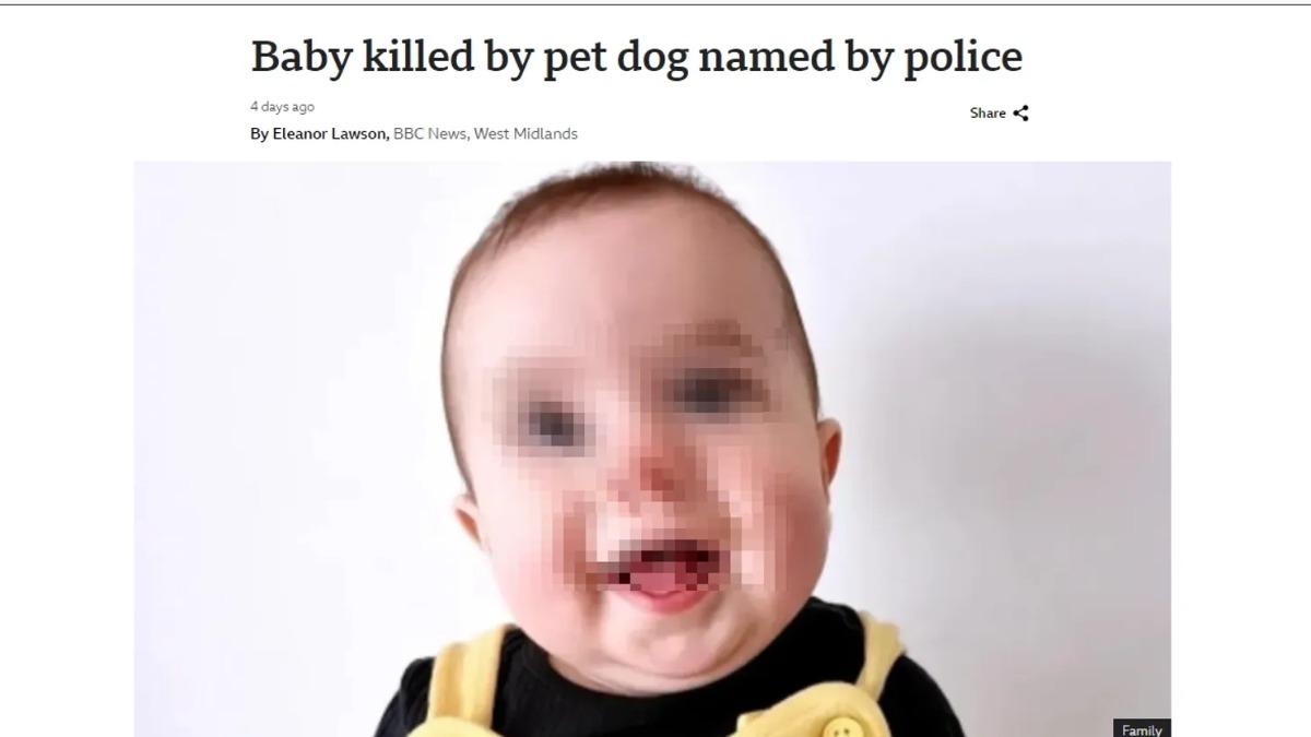 牧羊犬發狂!英國嫩嬰慘遭「咬破頭亡」 牠下場曝光