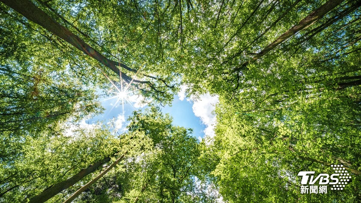 首批國有地種碳匯 森崴能源、華寶得標