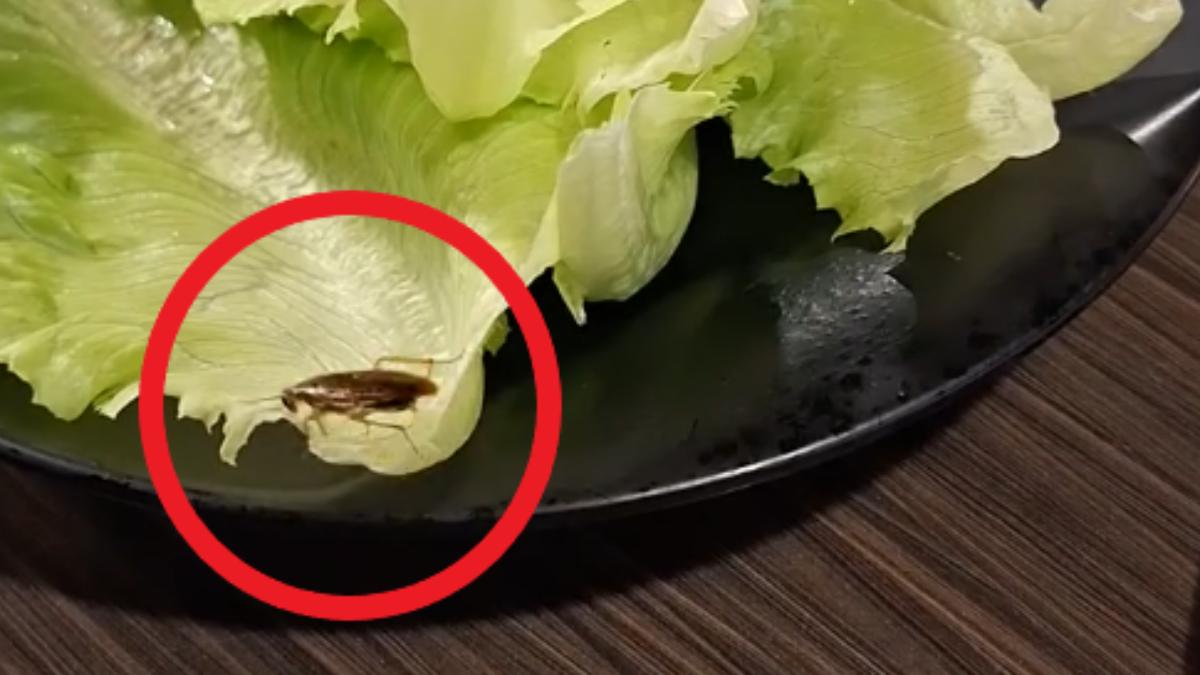 噁!桃園烤肉店餐盤驚見蟑螂 業者無奈:已經每天放餌了