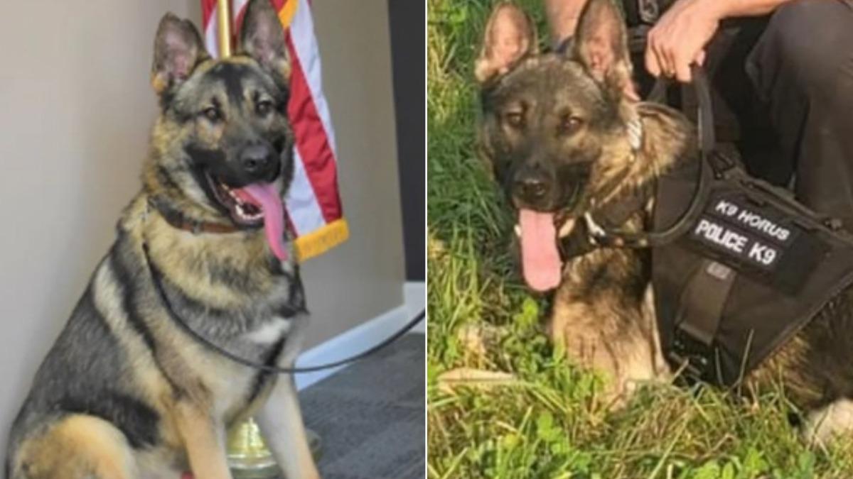 值勤完被員警忘在車內整晚! 美警犬「活活熱死」掀熱議