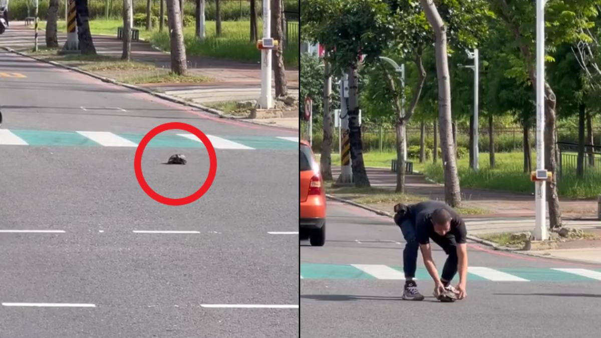 烏龜誤闖馬路 2男衝出救援「放回原點」!網笑:要重爬了