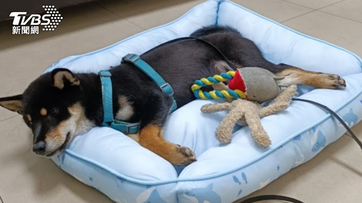 員警幫小柴犬買睡墊。（圖／TVBS）
