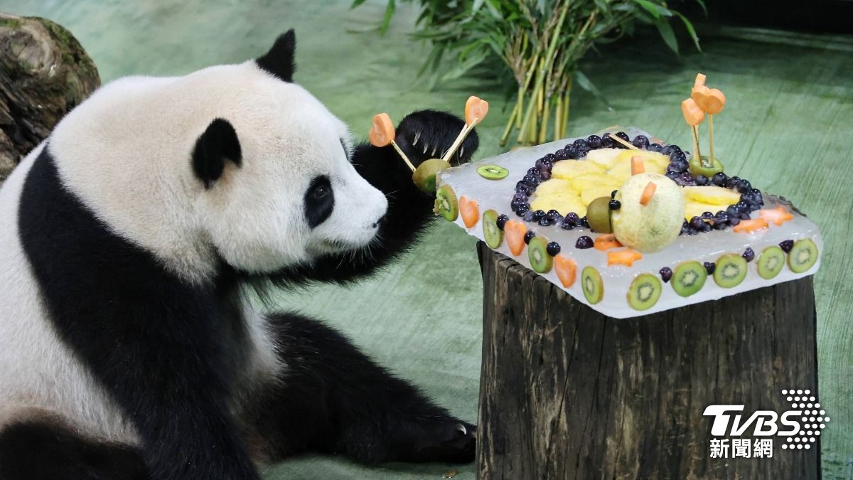 生日快樂！貓熊圓寶4歲了　大吃冰磚蛋糕模樣超萌